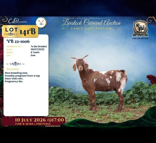 1 X CAPE LOB EAR PREGNANT DOE Vlok Broers