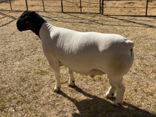 1x DORPER Ram LeRoy Phillips Dorpers TYPE 5