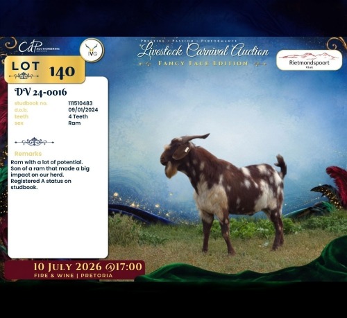 1 X CAPE LOB EAR BUCK Rietmondspoort