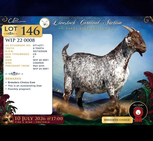 1 X CAPE SKILDER PREGNANT DOE Red Ribbon