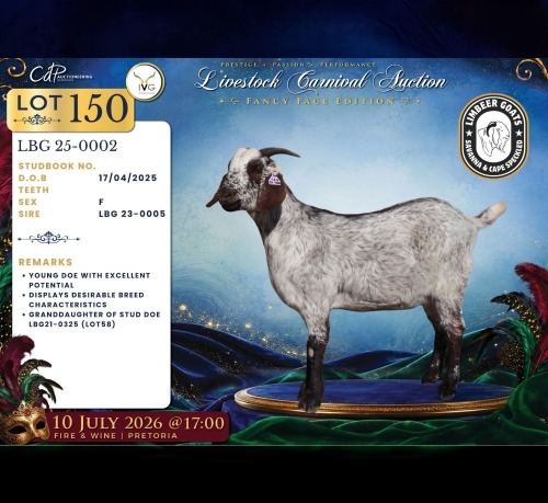 1 X CAPE SKILDER DOE Limbeer Goats