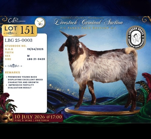 1 X CAPE SKILDER BUCK Limbeer Goats