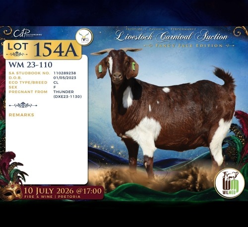1 X CAPE LOB EAR PREGNANT DOE Wilmeg