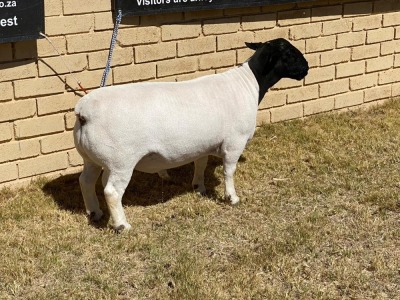 1x DORPER Ram LeRoy Phillips Dorpers STUD