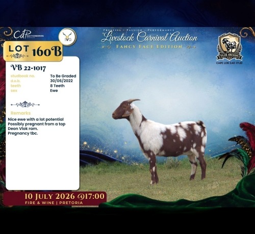 1 X CAPE LOB EAR PREGNANT DOE Vlok Broers