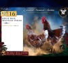 2 X RED & BLUE MOTTLED VENDA ROOSTER & HEN Xandorr (Per animal to take the lot)