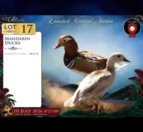 2 X MANDARIN EENDE ROOSTER & HEN Red Ribbon (Per animal to take the lot)