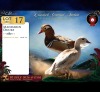 2 X MANDARIN EENDE ROOSTER & HEN Red Ribbon (Per animal to take the lot)