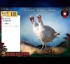 2 X WHITE TURKEY MALE & FEMALE Red Ribbon (Per animal to take the lot)