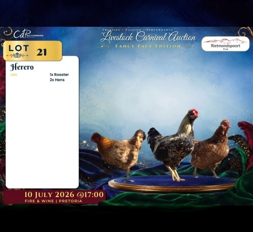 3 X VENDA ROOSTER & HEN Rietmondspoort (Per animal to take the lot)