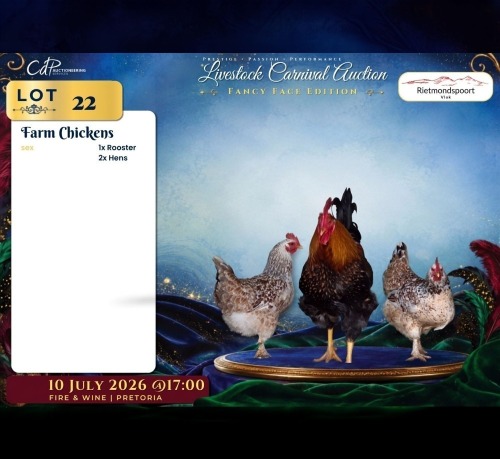 3 X FARM CHICKENS ROOSTER & HEN Rietmondspoort (Per animal to take the lot)