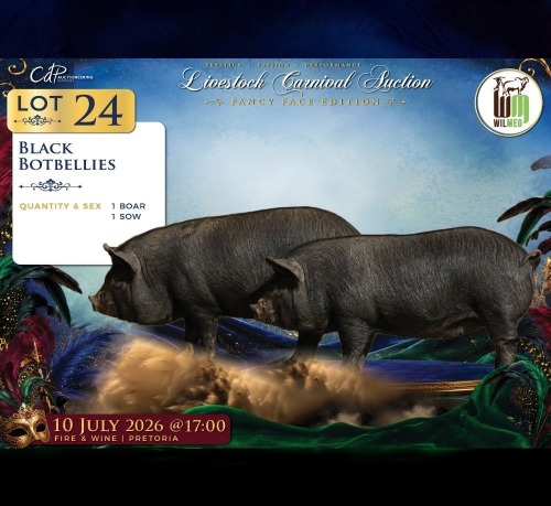 2 X SWART POTBELLIES BEER & SOG Wilmeg (Per animal to take the lot)
