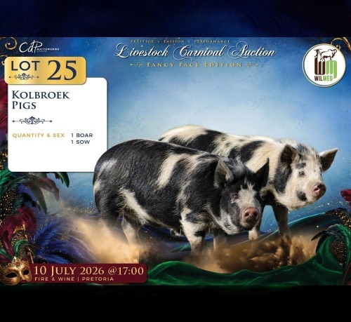 2 X KOLBROEK BEER & SOG Wilmeg (Per animal to take the lot)