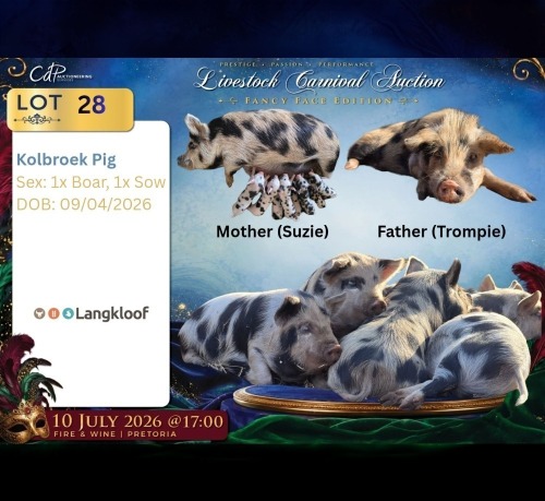 2 X Kolbroek BEER & SOG Langkloof Game Farm (Per animal to take the lot)