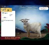 1 X DWERG BOK BUCK Rietmondspoort