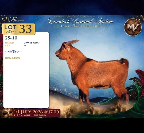 1 X DWERG BOK BUCK Maize Valley
