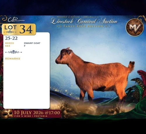 1 X DWERG BOK PREGNANT DOE Maize Valley