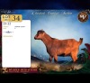 1 X DWERG BOK PREGNANT DOE Maize Valley