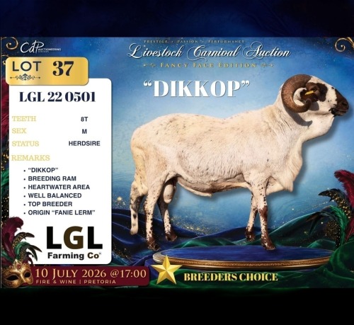 1 X DAMARA RAM LGL Farming Co