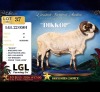 1 X DAMARA RAM LGL Farming Co