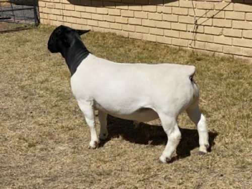 1x DORPER Ram LeRoy Phillips Dorpers TYPE 5