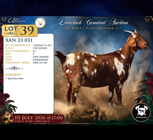 1 X CAPE LOB EAR PREGNANT DOE Xandorr