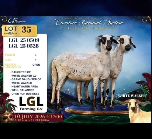 1 X DAMARA EWE LGL Farming Co