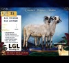 1 X DAMARA EWE LGL Farming Co