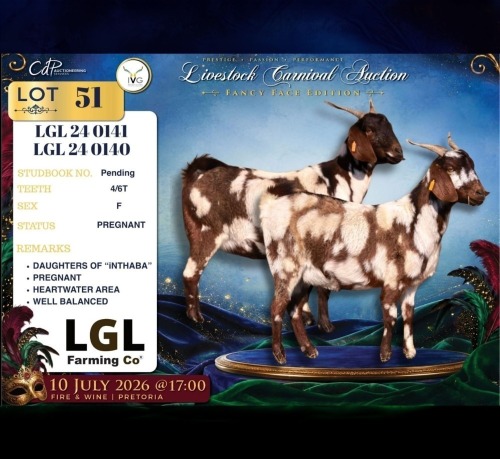 1 X CAPE LOB EAR PREGNANT DOE LGL Farming Co