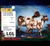 1 X CAPE LOB EAR PREGNANT DOE LGL Farming Co