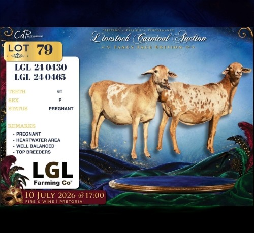 1 X PERSIE PREGNANT EWE LGL Farming Co