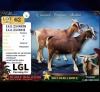 1 X MBUZIS DOE LGL Farming Co