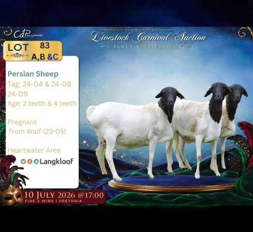 1 X PERSIE PREGNANT EWE Langkloof Game Farm