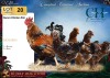 4 X Herero ROOSTER & HEN CH Boerdery (Per animal to take the lot) - 2