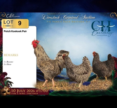 3 X Potch koekoeke ROOSTER & HEN CH Boerdery (Per animal to take the lot)