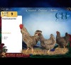3 X Potch koekoeke ROOSTER & HEN CH Boerdery (Per animal to take the lot)