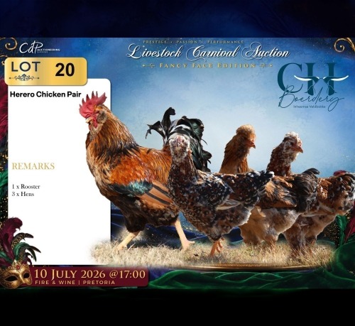 4 X Herero ROOSTER & HEN CH Boerdery (Per animal to take the lot)
