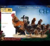 4 X Herero ROOSTER & HEN CH Boerdery (Per animal to take the lot)