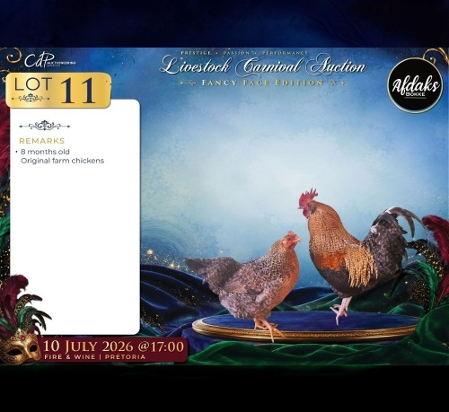 2 X FARM CHICKENS ROOSTER & HEN Afdaks Bokke (Per animal to take the lot)