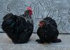 2 X Kappok Broeipaar ROOSTER & HEN Sine Metu Farming (Per animal to take the lot) - 3