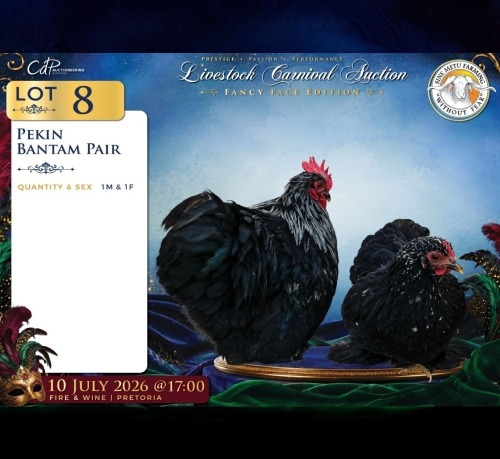 2 X Kappok Broeipaar ROOSTER & HEN Sine Metu Farming (Per animal to take the lot)