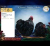 2 X Kappok Broeipaar ROOSTER & HEN Sine Metu Farming (Per animal to take the lot)