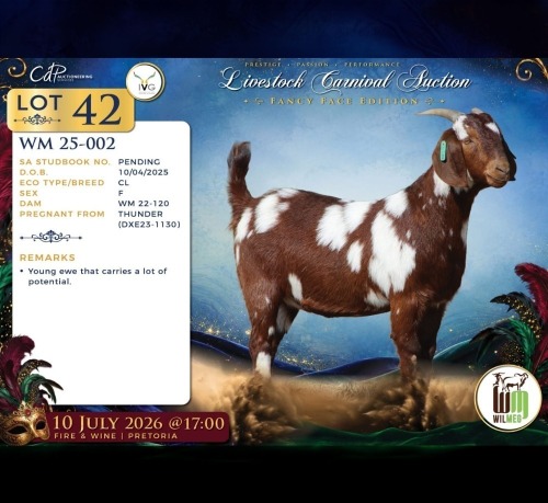 1 X CAPE LOB EAR PREGNANT DOE Wilmeg