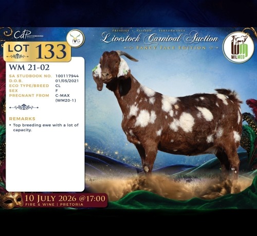 1 X CAPE LOB EAR PREGNANT DOE Wilmeg