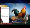 3 X HOLLANDSE KRIELE ROOSTER & HEN CDP Safari's (Per animal to take the lot)