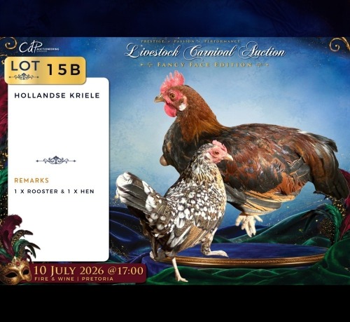 2 X HOLLANDE KRIELE ROOSTER & HEN CDP Safari's (Per animal to take the lot)