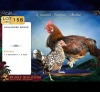 2 X HOLLANDE KRIELE ROOSTER & HEN CDP Safari's (Per animal to take the lot)