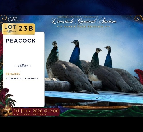 4 X PEACOCK MALE & FEMALE CDP Safari's (Per animal to take the lot)