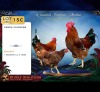 3 X VENDA CHICKENS ROOSTER & HEN CDP Safari's (Per animal to take the lot)
