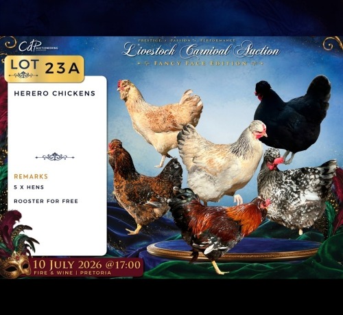 5 X HERERO ROOSTER & HEN CDP Safari's (Per animal to take the lot)